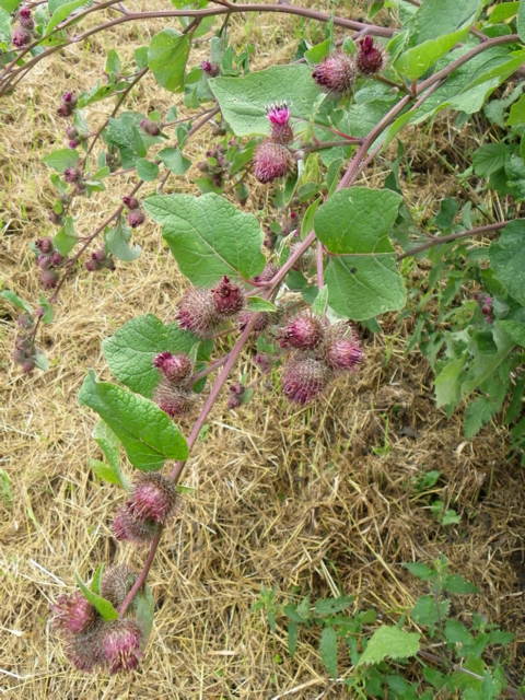 Seymour Cray